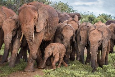 Kenya Wildlife Safari Packages