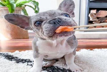 Excellent French Bulldog Puppies Home