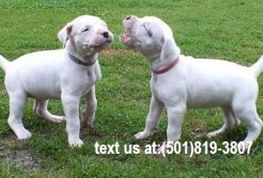 Excellent Dogo Argentino Pups For Sale
