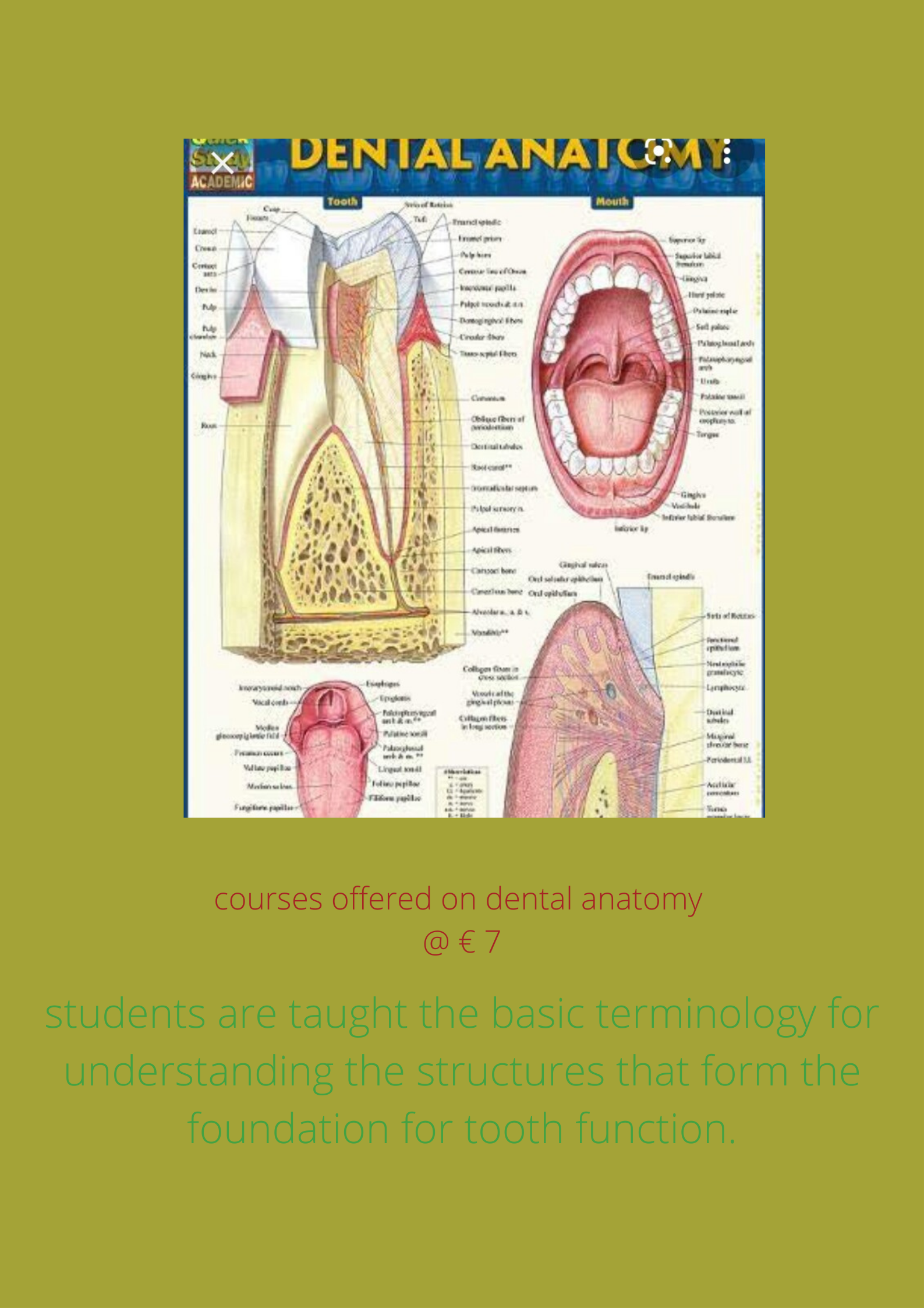 dental anatomy course offered
