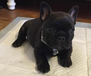 French Bulldog puppies available for adoption