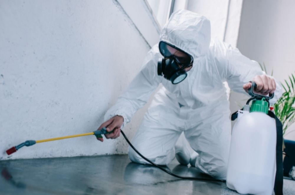 Cheap Yet Excellent Pest Control Services In Hobart