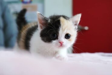 munchkin kittens for sale