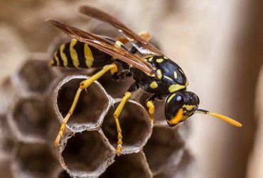 Frontline Wasp Control Adelaide